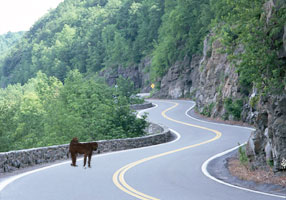 トンネルをぬけるとワンちゃんが！？